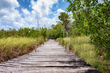 Fototapeta premium Weg durch die Mangroven Mexikos zu der Sian Kaan Lagune in Tulum