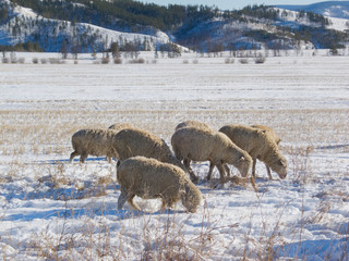 Naklejka premium grazing sheep in winter