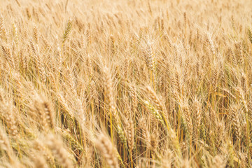 Wheat background. Summer wheat field.