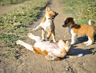 щенок, играет, щенки, малыши, милые, дети