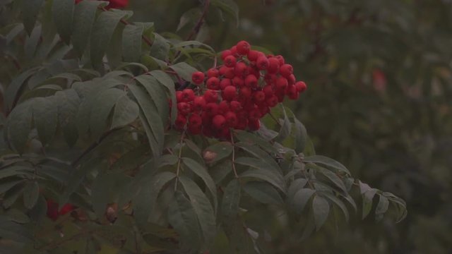Rowan berries close up. Autumn rowan tree