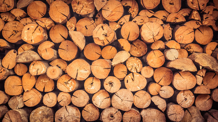 Old wooden log and timber textures