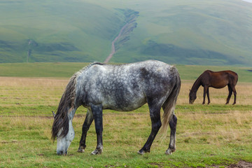 feeding dapple-gray and brown horses on the hills background