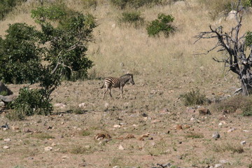 South African wildlife