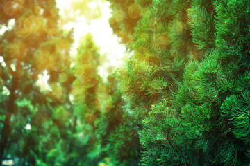 Christmas tree green background.