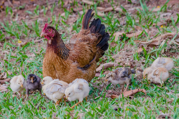Mother hen with her chicks