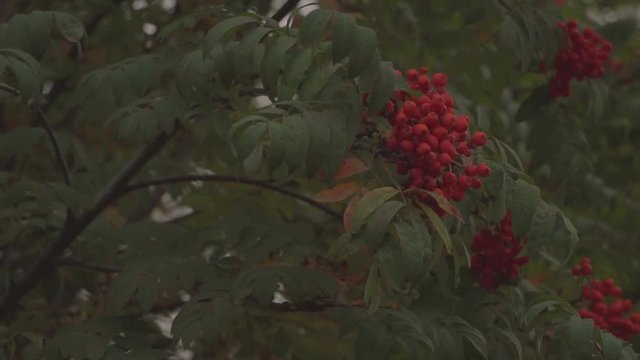 Autumn rowan tree at sunset