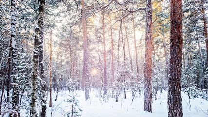 Winter forest frost evening sunset fir tree of pine fir-tree and birch