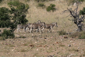 Fototapeta na wymiar South African wildlife