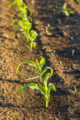 Green corn maize field in early stage