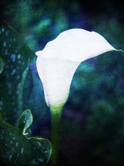 Kwiat cantedeski