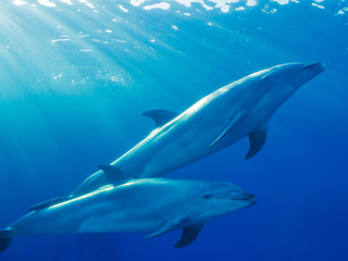 Fototapeta premium イルカ
