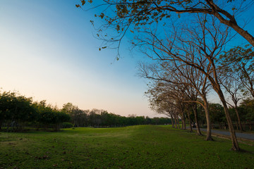 Beautiful park green scenery with meadow grass field