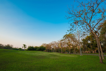 Beautiful park green scenery with meadow grass field