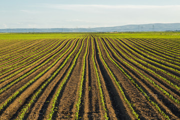 Green corn maize field in early stage © oticki
