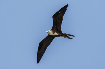 Magnificent Frigatebird flying in the sky