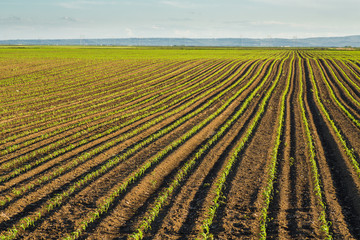 Green corn maize field in early stage © oticki