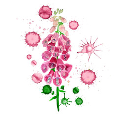 flower of foxglove © shoshina