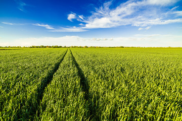 Green wheat field © oticki