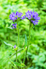The bell collecting, bell or a crowding (lat. Campanula glomerata)