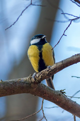 Great tit resting on a tree trunk