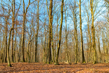 Beautiful sunset light in the forest in autumn