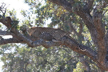 South African wildlife