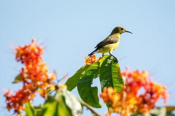 A small olive bird sits on a branch and looks into the distance