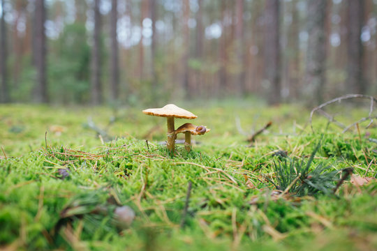 Poisoned bright mushroom