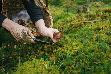 Crop woman cutting off mushroom