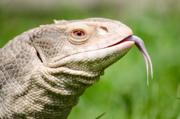 Monitor lizard tasting the air