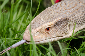 Monitor lizard tasting the air
