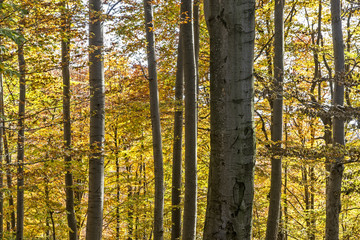 Fototapeta premium Sunny autumn day in a beech forest