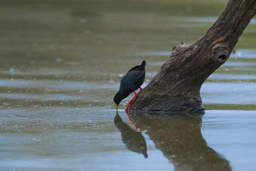 Black crake, South Africa