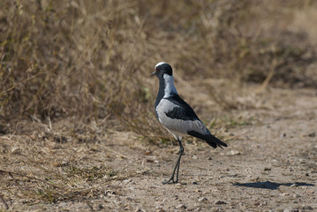 Africa, Blacksmith plover, 