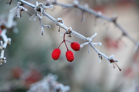 rote Berberitzenbeeren im Winter