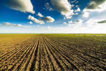 Growing corn field, green agricultural landscape