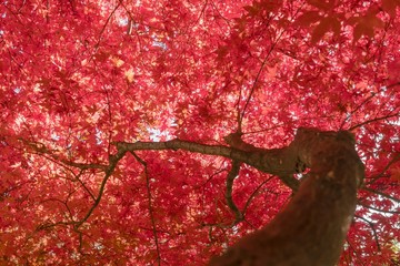 紅葉で真っ赤に染まった空 / 北海道の紅葉イメージ