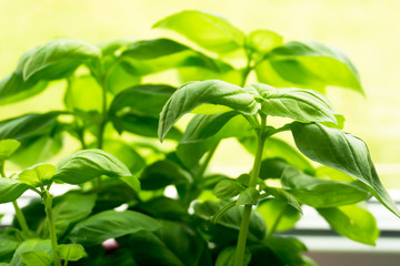 fresh basil