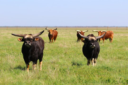 Two black gayals in the spring steppe in the nature reserve Askania-Nova. Ukraine. 2017.