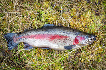 Steelhead trout male on the land