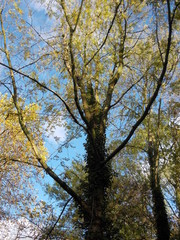 Silhouette d'arbre en automne