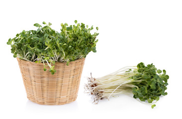 Naklejka premium kaiware sprout, japanese vegetable or watercress on white background