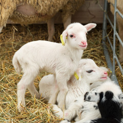 Naklejka premium Sheep close up