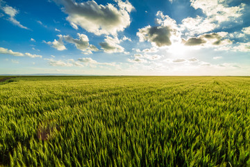 Obraz premium Green wheat field