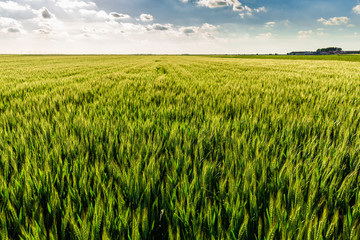 Green wheat field