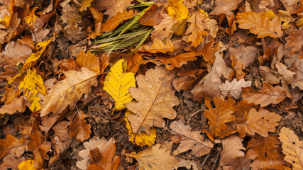 autumn fallen leaf colors in forest nature, orange color