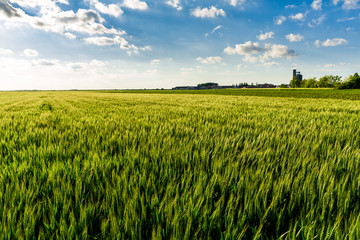 Green wheat field