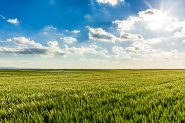 Fototapeta premium Green wheat field