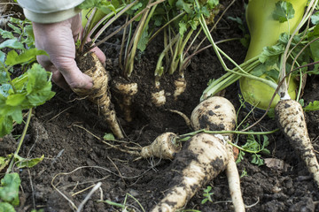 Parsnips in the garden. Woman pulls out parsnips
